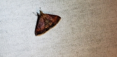 Pyrausta rubricalis