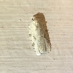Acleris placidana