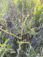 Symphyotrichum estesii