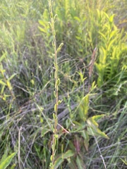 Symphyotrichum estesii