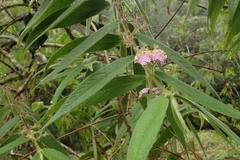 Callicarpa pilosissima