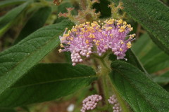 Callicarpa pilosissima
