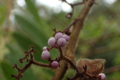 Callicarpa pilosissima