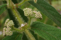 Callicarpa pilosissima