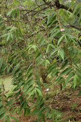Callicarpa pilosissima
