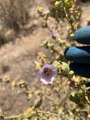 Malacothamnus aboriginum