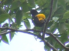 Cacicus cela vitellinus