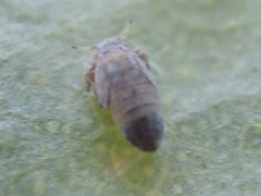 Ctenarytaina eucalypti