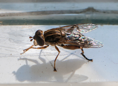 Anasimyia contracta
