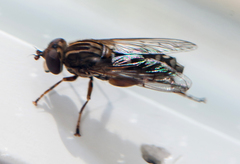 Anasimyia contracta