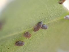 Ctenarytaina eucalypti