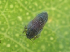 Ctenarytaina eucalypti
