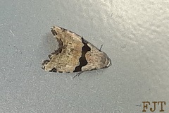 Cobubatha lixiva