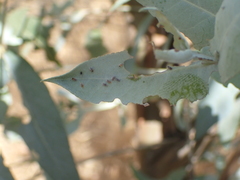 Ctenarytaina eucalypti
