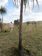 Pandanus spiralis