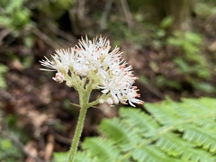 Micranthes manchuriensis
