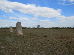 Amitermes meridionalis