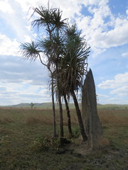 Pandanus spiralis