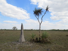 Amitermes meridionalis