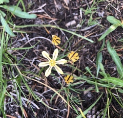 Triteleia