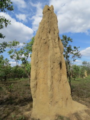 Nasutitermes triodiae