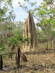 Nasutitermes triodiae