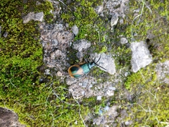 Monocesta ducalis