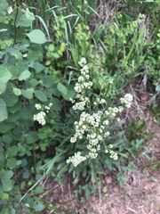 Valeriana edulis
