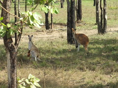 Osphranter antilopinus