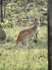 Osphranter antilopinus