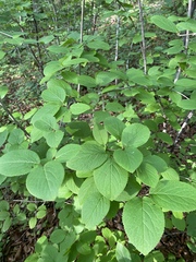 Viburnum burejaeticum