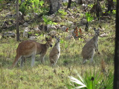 Osphranter antilopinus