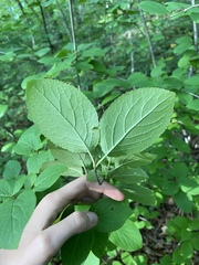 Viburnum burejaeticum