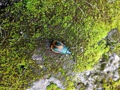 Monocesta ducalis