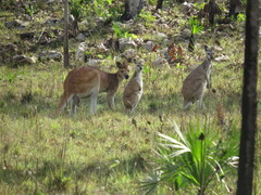Osphranter antilopinus