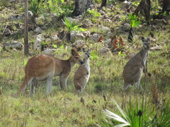 Osphranter antilopinus
