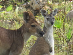 Osphranter antilopinus