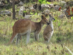 Osphranter antilopinus