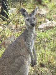 Osphranter antilopinus