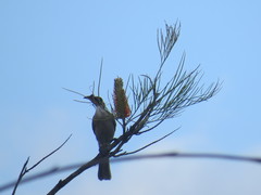 Philemon argenticeps