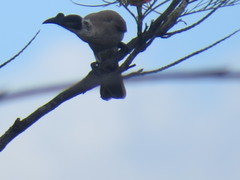 Philemon argenticeps