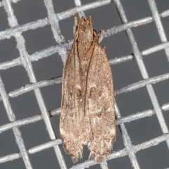 Helcystogramma