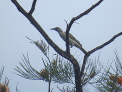 Philemon argenticeps