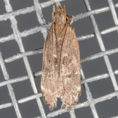 Helcystogramma