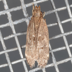 Helcystogramma