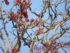 Stomiopera unicolor