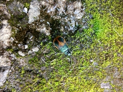 Monocesta ducalis