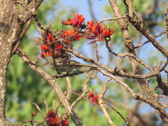 Stomiopera unicolor