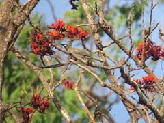 Stomiopera unicolor