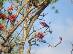 Stomiopera unicolor